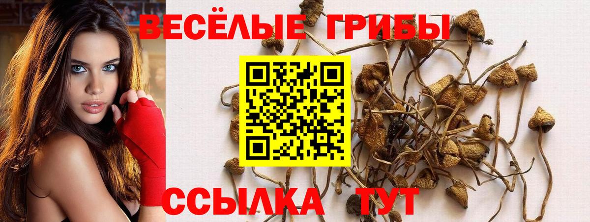 Псилоцибиновые грибы Psilocybe Нижневартовск